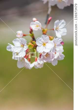 A close-up of beautiful cherry blossoms (Kakagawa Senbonzakura, Kawajima-cho, Yokkaichi City, Mie Prefecture) A close-up of beautiful cherry blossoms (Kakagawa Senbonzakura, Kawajima-cho, Yokkaichi City, Mie Prefecture) 136973479