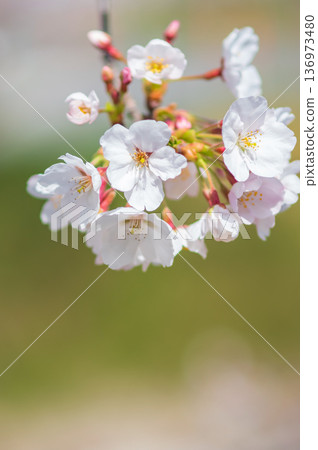 A close-up of beautiful cherry blossoms (Kakagawa Senbonzakura, Kawajima-cho, Yokkaichi City, Mie Prefecture) 136973480