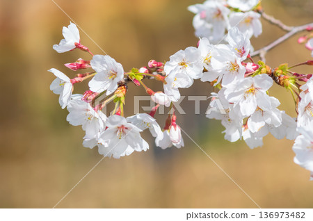 A close-up of beautiful cherry blossoms (Kakagawa Senbonzakura, Kawajima-cho, Yokkaichi City, Mie Prefecture) 136973482