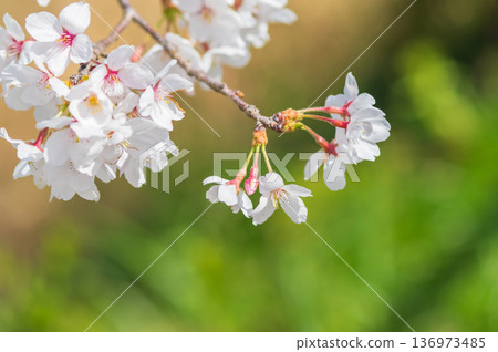 A close-up of beautiful cherry blossoms (Kakagawa Senbonzakura, Kawajima-cho, Yokkaichi City, Mie Prefecture) 136973485