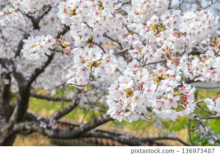 美麗的櫻花特寫(三重縣四日市川島町加賀川千本櫻) 美麗的櫻花特寫(三重縣四日市川島町加賀川千本櫻) 136973487
