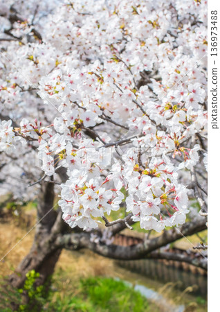 A close-up of beautiful cherry blossoms (Kakagawa Senbonzakura, Kawajima-cho, Yokkaichi City, Mie Prefecture) A close-up of beautiful cherry blossoms (Kakagawa Senbonzakura, Kawajima-cho, Yokkaichi City, Mie Prefecture) 136973488