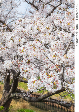 A close-up of beautiful cherry blossoms (Kakagawa Senbonzakura, Kawajima-cho, Yokkaichi City, Mie Prefecture) A close-up of beautiful cherry blossoms (Kakagawa Senbonzakura, Kawajima-cho, Yokkaichi City, Mie Prefecture) 136973489
