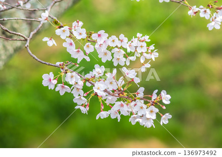 美麗的櫻花特寫（三重縣四日市川島町加賀川千本櫻） 136973492