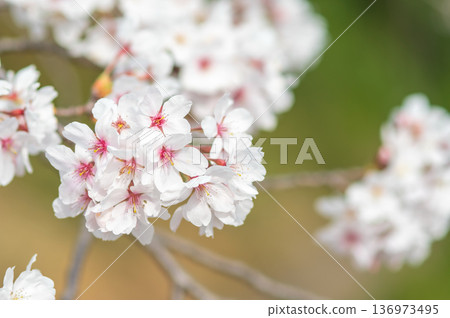 A close-up of beautiful cherry blossoms (Kakagawa Senbonzakura, Kawajima-cho, Yokkaichi City, Mie Prefecture) 136973495