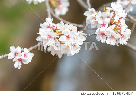 A close-up of beautiful cherry blossoms (Kakagawa Senbonzakura, Kawajima-cho, Yokkaichi City, Mie Prefecture) A close-up of beautiful cherry blossoms (Kakagawa Senbonzakura, Kawajima-cho, Yokkaichi City, Mie Prefecture) 136973497