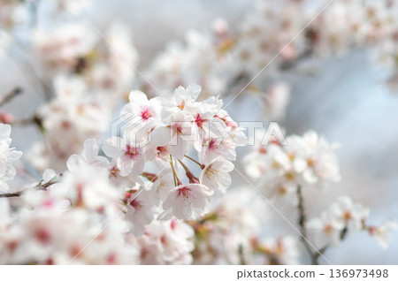 A close-up of beautiful cherry blossoms (Kakagawa Senbonzakura, Kawajima-cho, Yokkaichi City, Mie Prefecture) A close-up of beautiful cherry blossoms (Kakagawa Senbonzakura, Kawajima-cho, Yokkaichi City, Mie Prefecture) 136973498