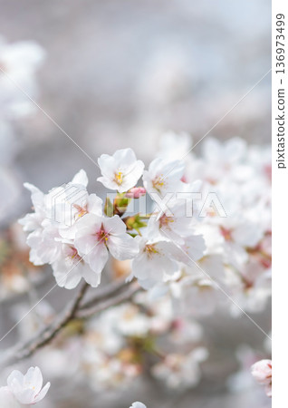 A close-up of beautiful cherry blossoms (Kakagawa Senbonzakura, Kawajima-cho, Yokkaichi City, Mie Prefecture) A close-up of beautiful cherry blossoms (Kakagawa Senbonzakura, Kawajima-cho, Yokkaichi City, Mie Prefecture) 136973499