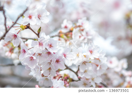 A close-up of beautiful cherry blossoms (Kakagawa Senbonzakura, Kawajima-cho, Yokkaichi City, Mie Prefecture) A close-up of beautiful cherry blossoms (Kakagawa Senbonzakura, Kawajima-cho, Yokkaichi City, Mie Prefecture) 136973501