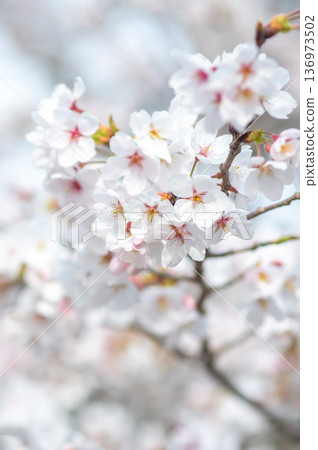 A close-up of beautiful cherry blossoms (Kakagawa Senbonzakura, Kawajima-cho, Yokkaichi City, Mie Prefecture) 136973502