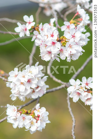 美麗的櫻花特寫(三重縣四日市川島町加賀川千本櫻) 美麗的櫻花特寫(三重縣四日市川島町加賀川千本櫻) 136973503