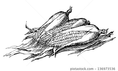 Vector still life. Sketch of the harvest of corn cobs 136973536