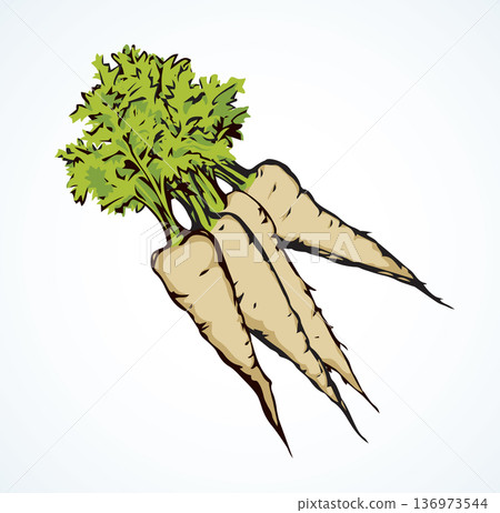 Carrot. Vector drawing 136973544