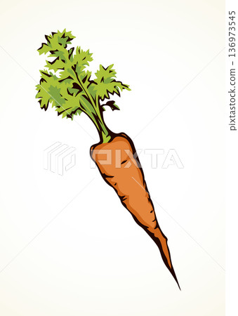 Carrot. Vector drawing 136973545