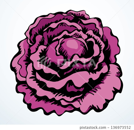 Cabbage. Vector drawing icon sign 136973552
