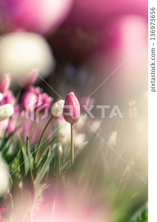 White and pink ice tulips at Funabashi Andersen Park 136973656