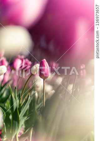 White and pink ice tulips at Funabashi Andersen Park 136973657