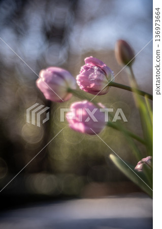 White and pink ice tulips at Funabashi Andersen Park White and pink ice tulips at Funabashi Andersen Park 136973664