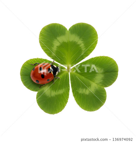 Lucky red ladybug resting on a vibrant green four-leaf clover, isolated. Perfect for st. patrick's day, good luck symbols, and nature themes Lucky red ladybug resting on a vibrant green four-leaf clover, isolated. Perfect for st. patrick's day, good luck symbols, and nature themes 136974092