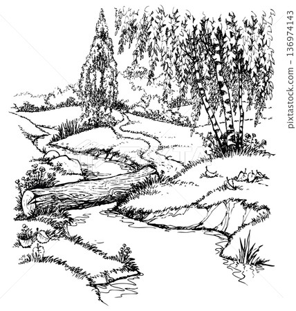 Vector landscape. Birch trees near the trail over the creek 136974143