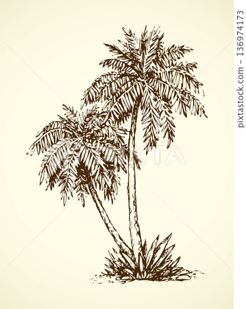 Palm on beach.  Vector drawing 136974173
