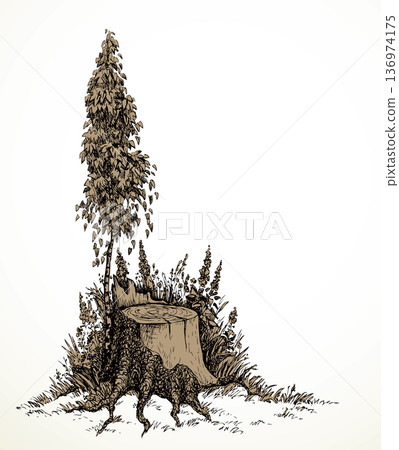 Vector image. Young birch tree grew around an old stump 136974175