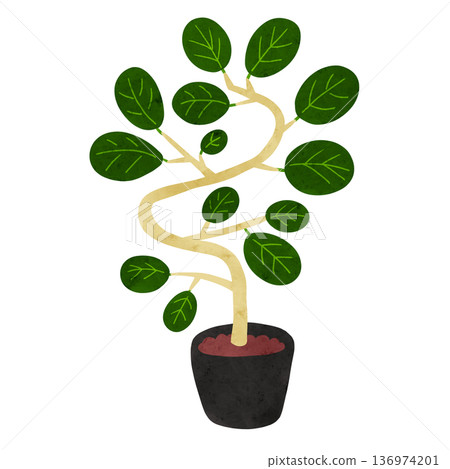 Ficus benghalensis potted plant watercolor hand-drawn illustration Ficus benghalensis potted plant watercolor hand-drawn illustration 136974201