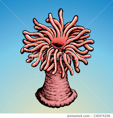 Sea anemone. Vector sketch 136974206