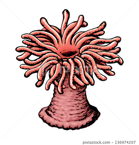 Sea anemone. Vector sketch 136974207