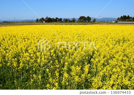 Nanohana spring scenery 136974433