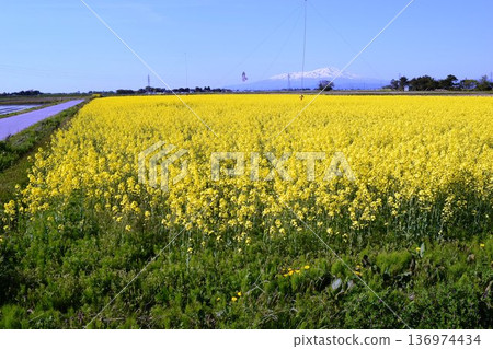 Nanohana spring scenery Nanohana spring scenery 136974434
