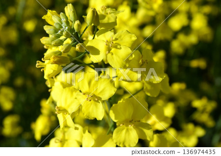 Nanohana spring scenery 136974435