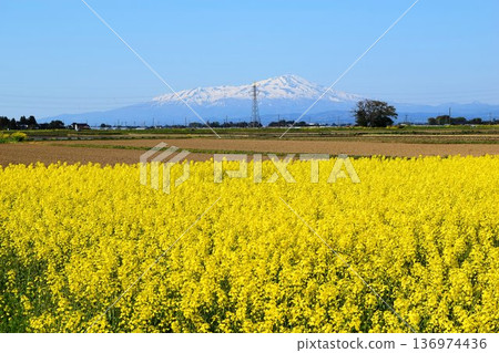 Nanohana spring scenery 136974436