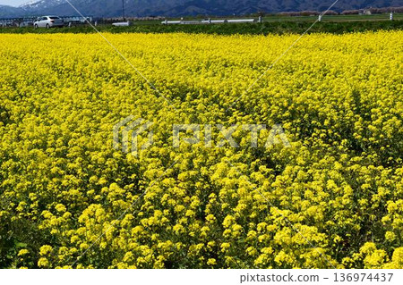 Nanohana spring scenery 136974437