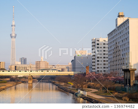 [Kawazu Cherry Blossoms] Early-blooming cherry blossoms and a rapid train along the Kyu-Nakagawa River in the early morning 136974482