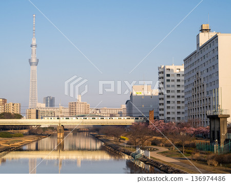 [Kawazu Cherry Blossoms] Early-blooming cherry blossoms and a rapid train along the Kyu-Nakagawa River in the early morning 136974486