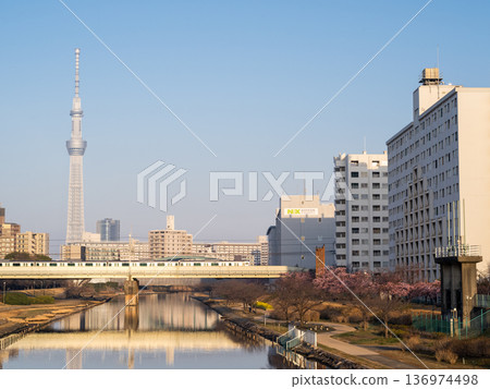 [Kawazu Cherry Blossoms] Early-blooming cherry blossoms and a rapid train along the Kyu-Nakagawa River in the early morning 136974498