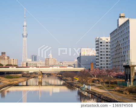 [Kawazu Cherry Blossoms] Early-blooming cherry blossoms along the Kyu-Nakagawa River and the Narita Express in the early morning 136974508