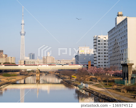 [Kawazu Cherry Blossoms] Early-blooming cherry blossoms along the Kyu-Nakagawa River and the Narita Express in the early morning 136974512
