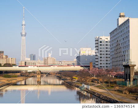 [Kawazu Cherry Blossoms] Early-blooming cherry blossoms along the Kyu-Nakagawa River and the Narita Express in the early morning 136974514
