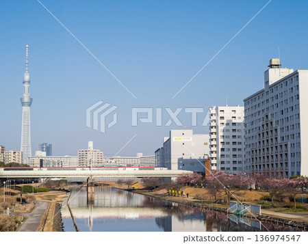 [Kawazu Cherry Blossoms] Early-blooming cherry blossoms along the Kyu-Nakagawa River and the Narita Express in the early morning 136974547
