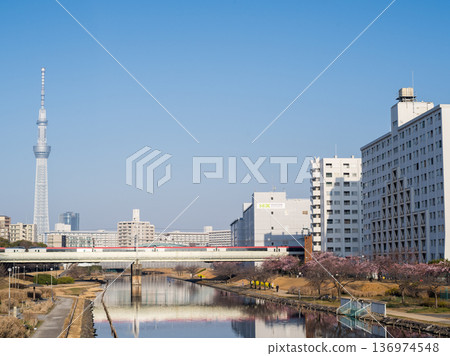 [Kawazu Cherry Blossoms] Early-blooming cherry blossoms along the Kyu-Nakagawa River and the Narita Express in the early morning 136974548