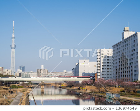 [Kawazu Cherry Blossoms] Early-blooming cherry blossoms along the Kyu-Nakagawa River and the Narita Express in the early morning 136974549
