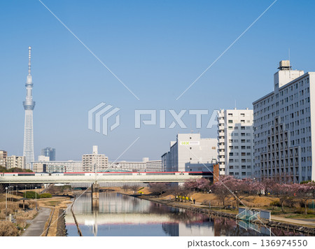 [Kawazu Cherry Blossoms] Early-blooming cherry blossoms along the Kyu-Nakagawa River and the Narita Express in the early morning 136974550