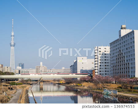 [Kawazu Cherry Blossoms] Early-blooming cherry blossoms along the Kyu-Nakagawa River and the Narita Express in the early morning 136974553