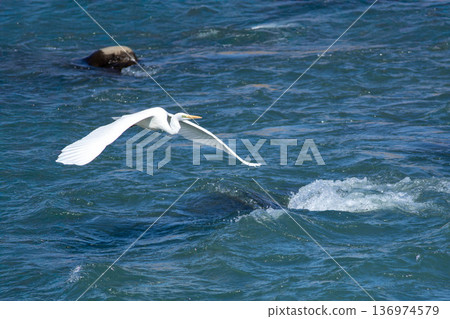 Egret crossing the river Egret crossing the river 136974579