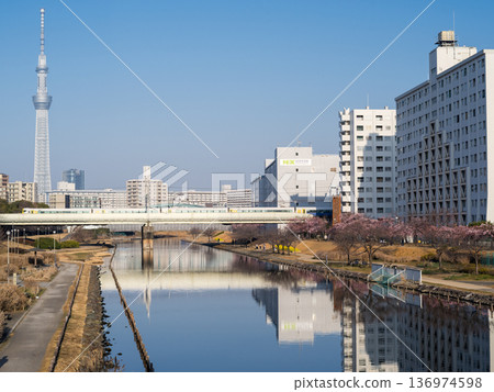 [Kawazu Cherry Blossoms] Early-blooming cherry blossoms along the Kyu-Nakagawa River and Shinjuku Wakashio in the early morning 136974598