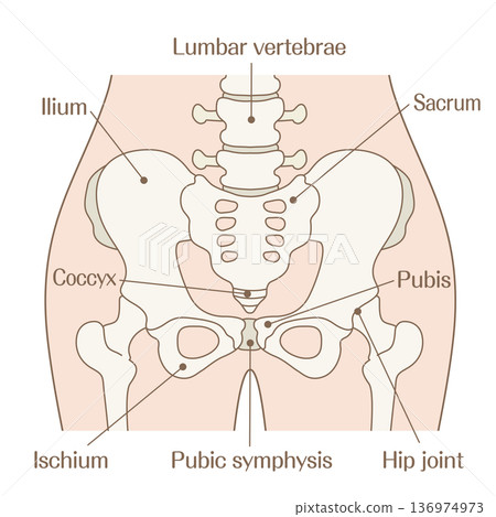 Illustration explaining the structure of the pelvis | Diagram with names of the hip bone, sacrum, pubis, ilium, and ischium Illustration explaining the structure of the pelvis | Diagram with names of the hip bone, sacrum, pubis, ilium, and ischium 136974973