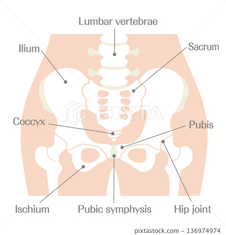 骨盆結構示意圖 | 圖示包括髖骨、薦骨、恥骨、髂骨和坐骨的名稱 136974974