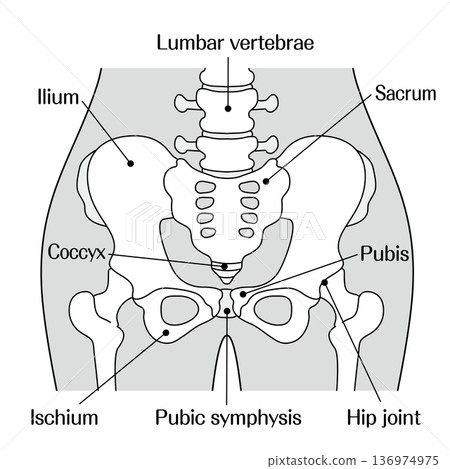 骨盆結構示意圖 | 圖示包括髖骨、薦骨、恥骨、髂骨和坐骨的名稱 136974975